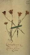 Johann Wolfgang von Goethe Herbarium sheet painting